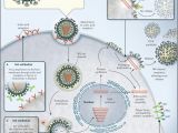 Canada Flu Map Influenza Vaccines for the Future Nejm