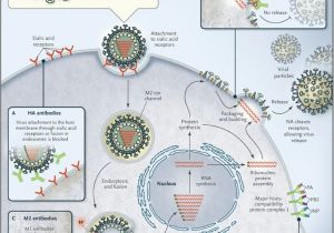 Canada Flu Map Influenza Vaccines for the Future Nejm