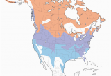 Canada Geese Migration Map Canada Goose Distribution Migration and Habitat Birds