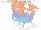 Canada Geese Migration Map Canada Goose Distribution Migration and Habitat Birds