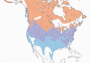 Canada Geese Migration Map Canada Goose Distribution Migration and Habitat Birds