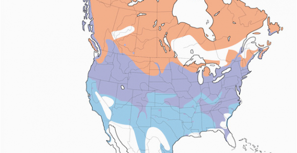 Canada Geese Migration Map Canada Goose Distribution Migration and Habitat Birds