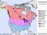 Canada Geese Migration Map Canadian Geese Migration