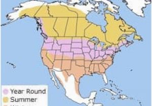 Canada Geese Migration Map Canadian Geese Migration