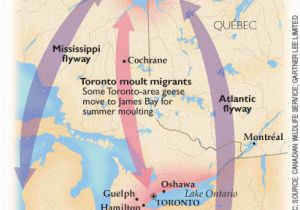 Canada Geese Migration Map Canadian Geese Migration