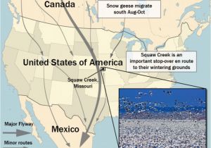 Canada Geese Migration Map Canadian Geese Migration