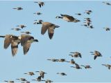 Canada Geese Migration Map why Do Migrating Canada Geese sometimes Fly In the Wrong
