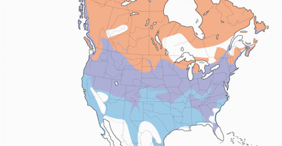 Canada Goose Migration Map Canada Goose Distribution Migration and Habitat Birds