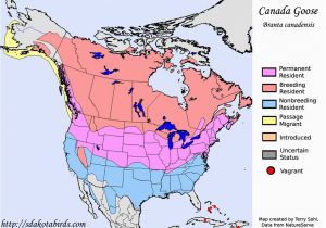 Canada Goose Migration Map Canadian Geese Migration