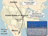 Canada Goose Migration Map Canadian Geese Migration