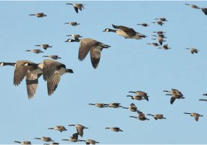 Canada Goose Migration Map why Do Migrating Canada Geese sometimes Fly In the Wrong