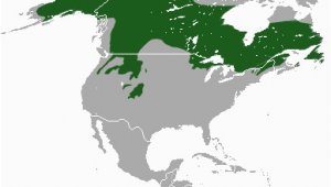 Canada Lynx Range Map Datoteka Canada Lynx area Png Wikipedija