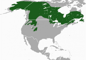 Canada Lynx Range Map Datoteka Canada Lynx area Png Wikipedija