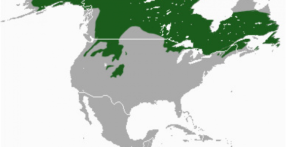 Canada Lynx Range Map Datoteka Canada Lynx area Png Wikipedija