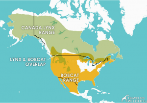 Canada Lynx Range Map Group 7 the Canada Lynx Kate Lovsted