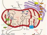 Cancer Cluster Map California Cancer Cluster Map California Ettcarworld Com