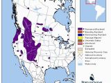 Colorado Elk Migration Map Elk Montana Field Guide