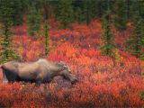 Colorado Fall Colors Map A State by State Guide to Fall Colors