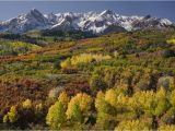Colorado Fall Colors Map Tips to See Fall Foliage In Colorado