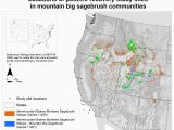 Colorado Snowpack Map Artemisia Tridentata Subsp Vaseyana