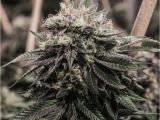 Colorado Weed Maps Good Chemistry Adult Use Denver Co Marijuana Dispensary Weedmaps
