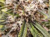Colorado Weed Maps Good Chemistry Adult Use Denver Co Marijuana Dispensary Weedmaps