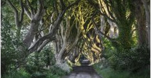 Dark Hedges Ireland Map 23 Best Dark Hedges Ireland Images In 2018