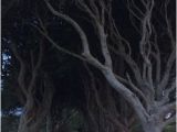 Dark Hedges Ireland Map the Dark Hedges Picture Of the Hedges Hotel Ballymoney