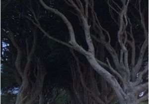 Dark Hedges Ireland Map the Dark Hedges Picture Of the Hedges Hotel Ballymoney