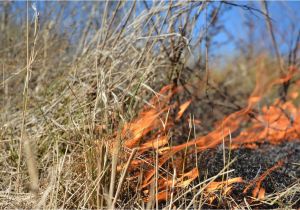 East Texas Burn Ban Map Texas Wildfires Map Wildfires In Texas Wildland Fire