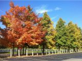 Fall Color Map Michigan Fall Foliage tours In Michigan