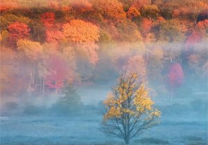 Fall Color Map Minnesota A State by State Guide to Fall Colors