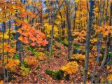 Fall Foliage Map New England Fall Foliage In Quebec Travel to Eat