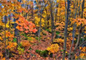 Fall Foliage Map New England Fall Foliage In Quebec Travel to Eat