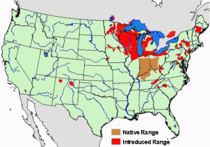 Fishing Hot Spots Maps Minnesota Rusty Crayfish A Nasty Invader Minnesota Sea Grant