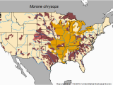 Fly Fishing Tennessee Map White Bass Morone Chrysops Species Profile