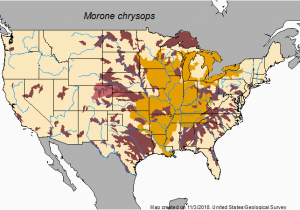 Fly Fishing Tennessee Map White Bass Morone Chrysops Species Profile