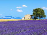 France Lavender Fields Map Living In France Smithsonian Journeys