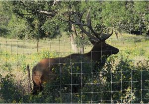 Fredericksburg Texas Map Elk Behind My Cottage In Fredericksburg Tx Picture Of Country Inn