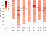 Genome Mapping Canada Genome Wide association Mapping Of Stem Rust Resistance In Hordeum
