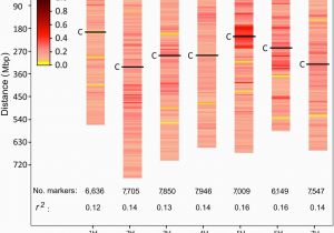 Genome Mapping Canada Genome Wide association Mapping Of Stem Rust Resistance In Hordeum
