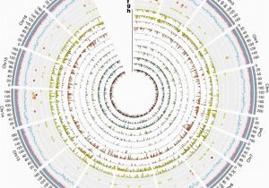 Genome Mapping Canada the Sunflower Genome Provides Insights Into Oil Metabolism