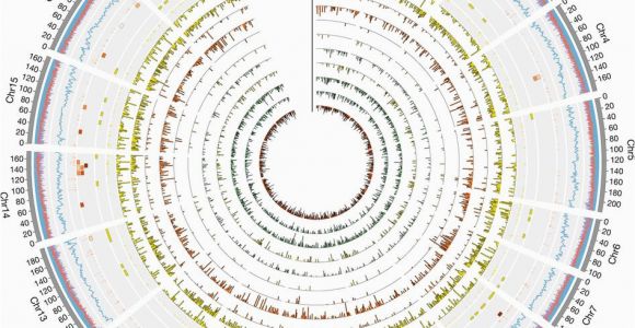 Genome Mapping Canada the Sunflower Genome Provides Insights Into Oil Metabolism