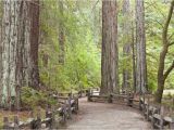 Giant Redwoods California Map California Redwood forests where to See the Big Trees