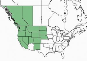 Goodrich Michigan Map Artemisia Tridentata Subsp Vaseyana