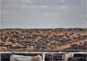 Hereford Texas Map where S the Beef Texas Beef is Nutritious Bovina Hereford