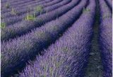 Lavender Fields France Map 21 Best Lavender Fields France Images In 2016 Provence