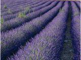 Lavender Fields France Map 21 Best Lavender Fields France Images In 2016 Provence