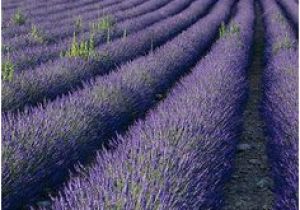 Lavender Fields France Map 21 Best Lavender Fields France Images In 2016 Provence