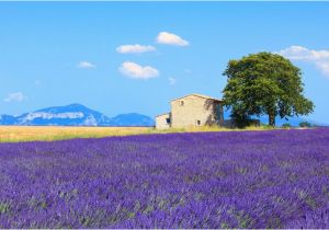 Lavender Fields France Map Living In France Smithsonian Journeys